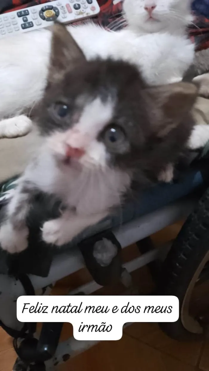 Gato ra a Srd idade 2 a 6 meses nome .....