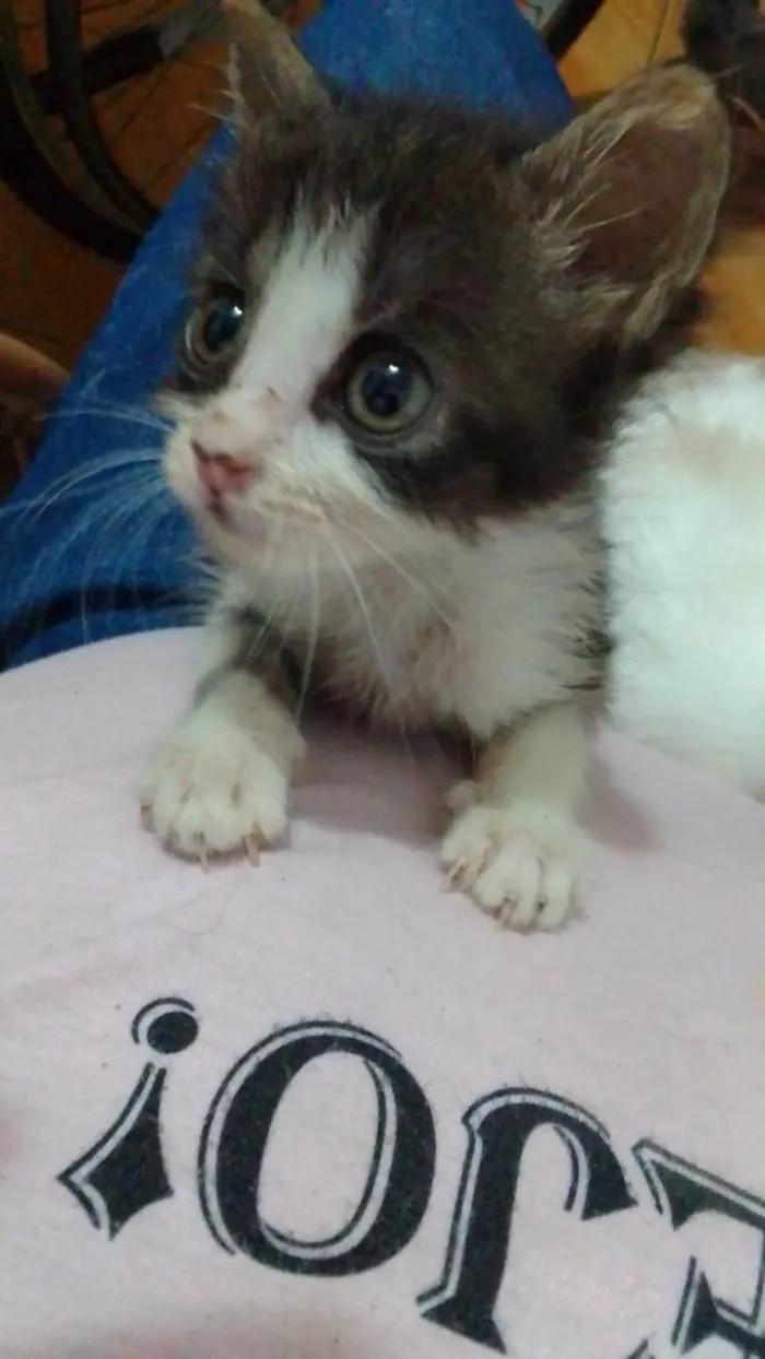 Gato ra a Srd idade 2 a 6 meses nome .....