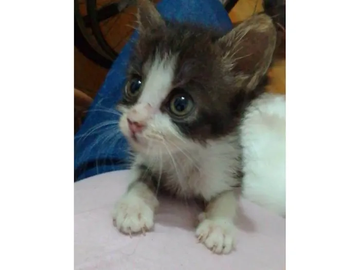 Gato ra a Srd idade 2 a 6 meses nome .....