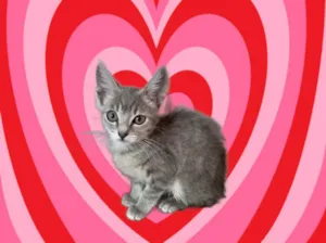 Gato raça SRD-ViraLata idade 2 a 6 meses nome Blue bb2meses linda