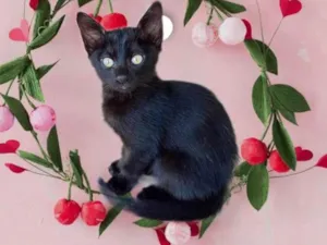 Gato raça SRD-ViraLata idade 2 a 6 meses nome Sushi bb2meses 