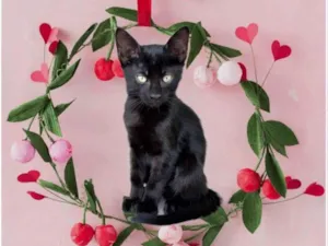 Gato raça SRD-ViraLata idade 2 a 6 meses nome Luli bb2meses lindo 