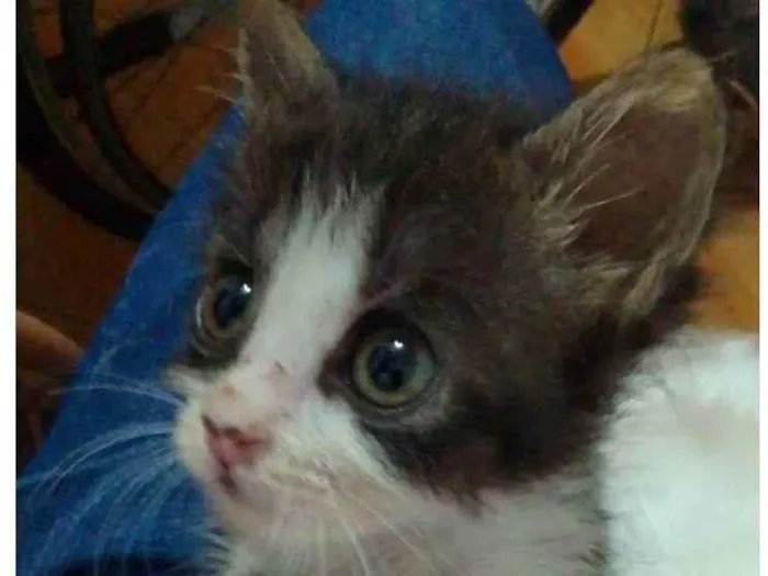 Gato ra a Srd idade 2 a 6 meses nome .....
