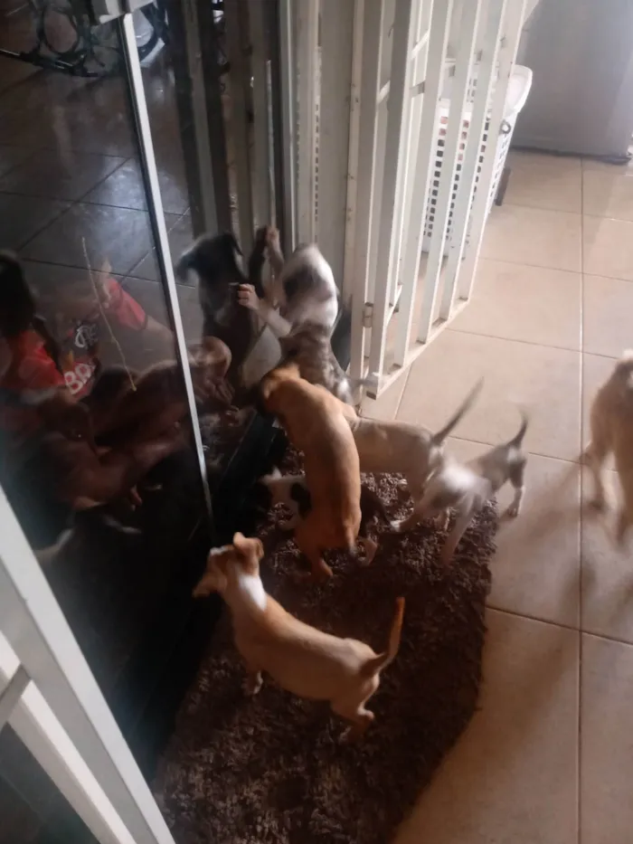 Cachorro ra a Vira ata  idade 2 a 6 meses nome Sem nome