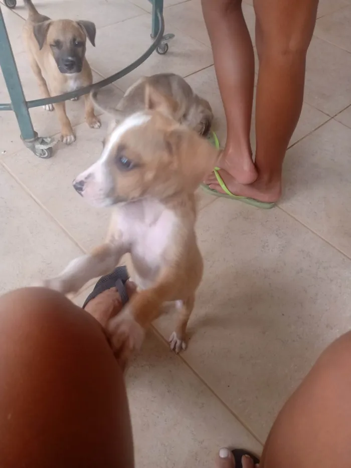 Cachorro ra a Vira ata  idade 2 a 6 meses nome Sem nome