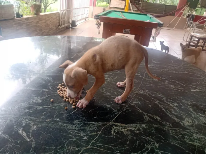 Cachorro ra a Vira ata  idade 2 a 6 meses nome Sem nome