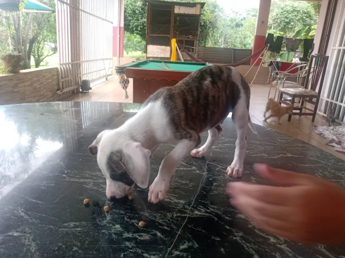 Cachorro ra a Vira ata  idade 2 a 6 meses nome Sem nome