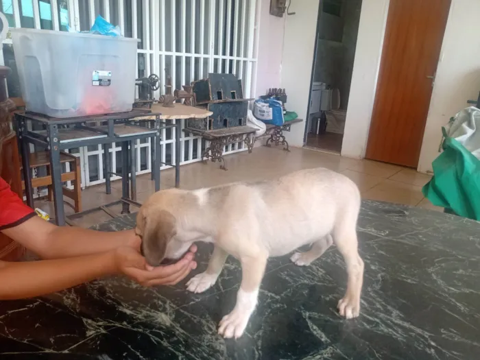 Cachorro ra a Vira ata  idade 2 a 6 meses nome Sem nome