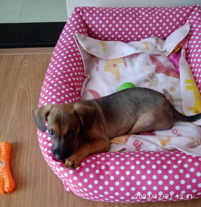 Cachorro ra a SRD-ViraLata idade Abaixo de 2 meses nome Paçoca 