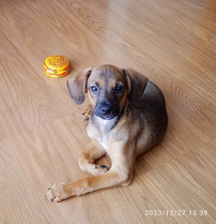Cachorro ra a SRD-ViraLata idade Abaixo de 2 meses nome Paçoca 