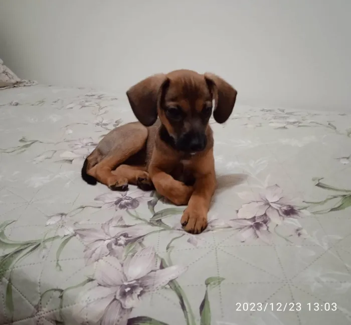 Cachorro ra a SRD-ViraLata idade Abaixo de 2 meses nome Paçoca 