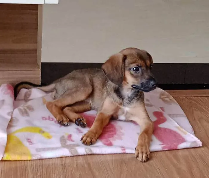 Cachorro ra a SRD-ViraLata idade Abaixo de 2 meses nome Paçoca 
