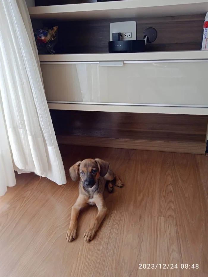 Cachorro ra a SRD-ViraLata idade Abaixo de 2 meses nome Paçoca 