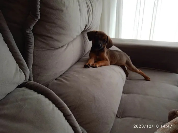 Cachorro ra a SRD-ViraLata idade Abaixo de 2 meses nome Paçoca 