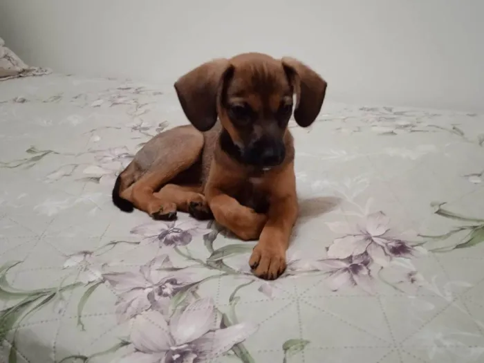 Cachorro ra a SRD-ViraLata idade Abaixo de 2 meses nome Paçoca 