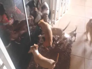 Cachorro raça Vira ata  idade 2 a 6 meses nome Sem nome