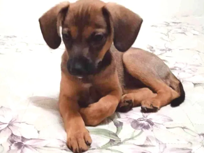 Cachorro ra a SRD-ViraLata idade Abaixo de 2 meses nome Paçoca 