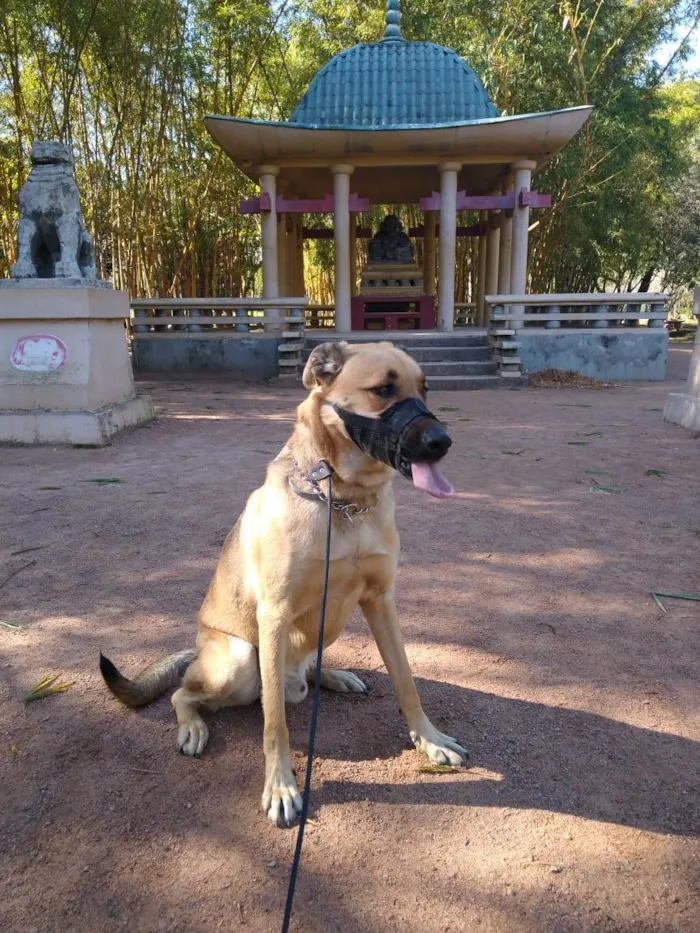 Cachorro ra a Pastor Malinois idade 5 anos nome Ruffus