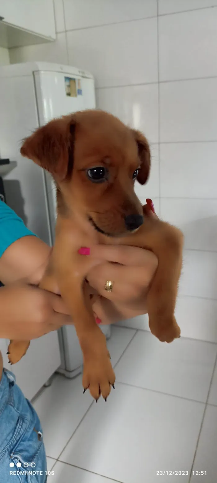 Cachorro ra a Srd idade 2 a 6 meses nome Caramelo