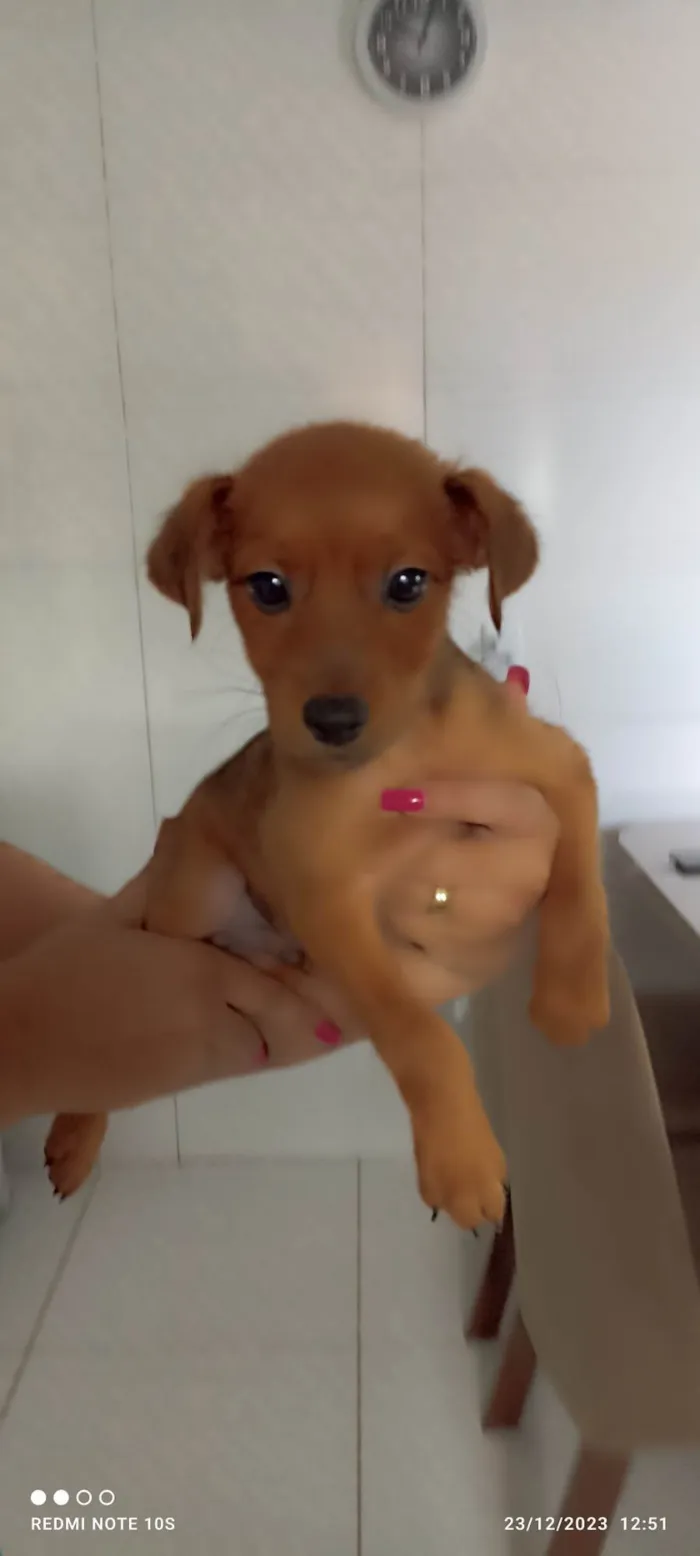 Cachorro ra a Srd idade 2 a 6 meses nome Caramelo