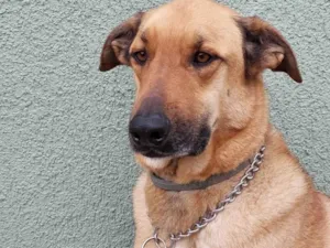 Cachorro raça Pastor Malinois idade 5 anos nome Ruffus