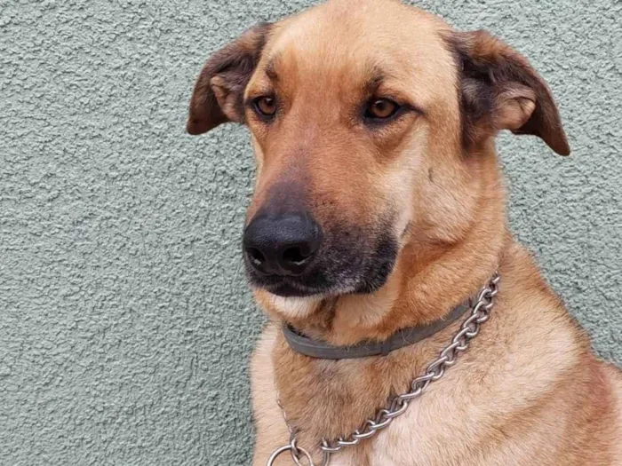 Cachorro ra a Pastor Malinois idade 5 anos nome Ruffus