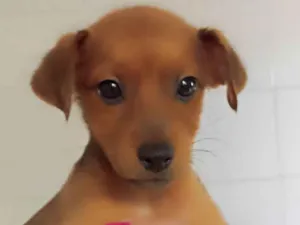 Cachorro raça Srd idade 2 a 6 meses nome Caramelo