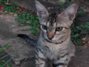 Gato raça SRD-ViraLata idade 2 a 6 meses nome Jade