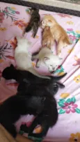 Gatos siamês
