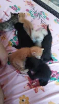 Gatos siamês
