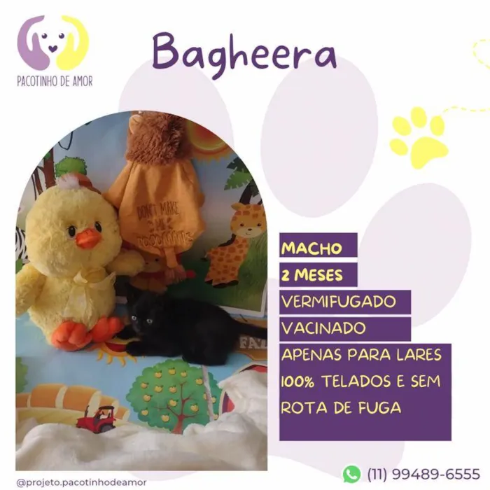 Gato ra a SRD-ViraLata idade 2 a 6 meses nome Bagheera