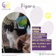 Fígaro