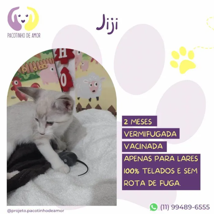 Gato ra a SRD-VIRALATA  idade 2 a 6 meses nome Jiji
