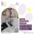 Jiji