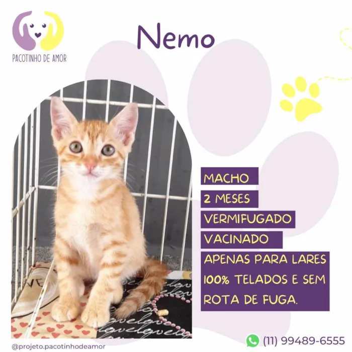 Gato ra a SRD-ViraLata idade 2 a 6 meses nome Nemo
