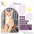 Nemo