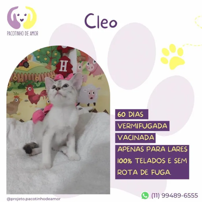 Gato ra a SRD-VIRALATA idade Abaixo de 2 meses nome Cleo