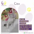 Cleo