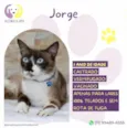 Jorge