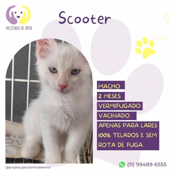 Gato ra a SRD-ViraLata idade 2 a 6 meses nome Scooter