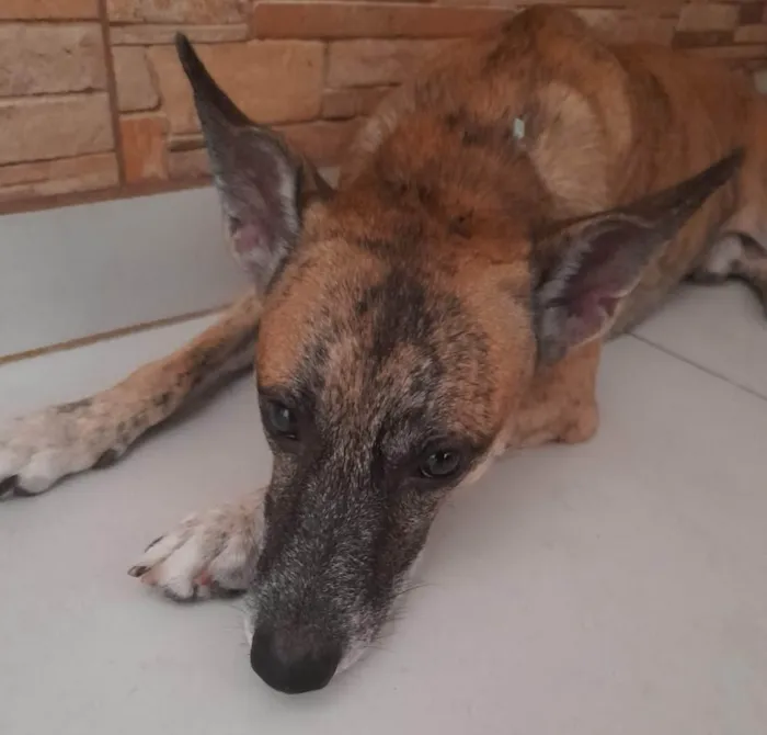 Cachorro ra a SRD-ViraLata idade 6 ou mais anos nome Foguinho