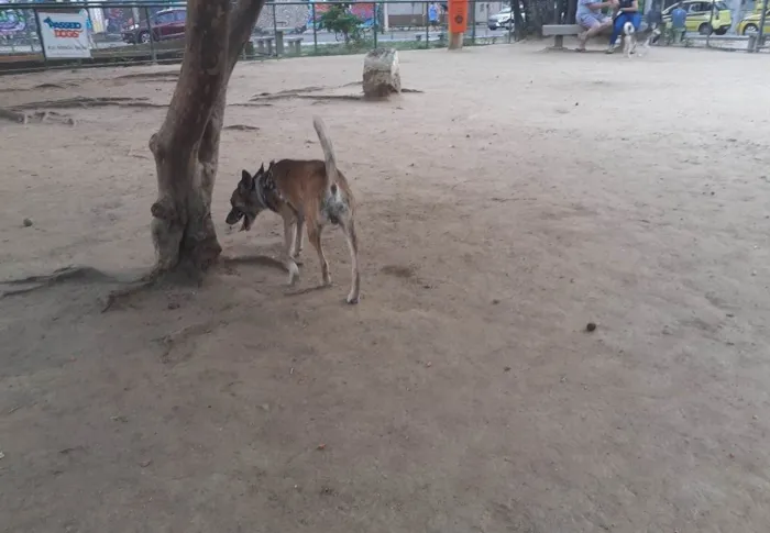 Cachorro ra a SRD-ViraLata idade 6 ou mais anos nome Foguinho