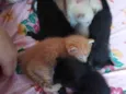 Gatos siamês