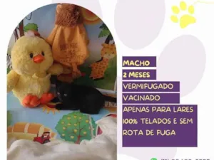 Gato raça SRD-ViraLata idade 2 a 6 meses nome Bagheera