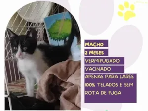 Gato raça SRD-ViraLata idade 2 a 6 meses nome Fígaro