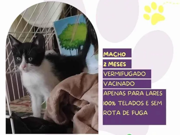 Gato ra a SRD-ViraLata idade 2 a 6 meses nome Fígaro