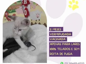 Gato raça SRD-VIRALATA  idade 2 a 6 meses nome Jiji