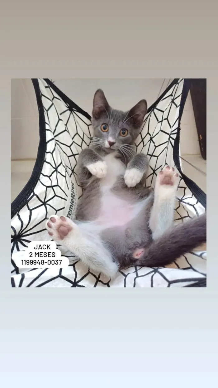 Gato ra a SRD-ViraLata idade 2 a 6 meses nome Jack