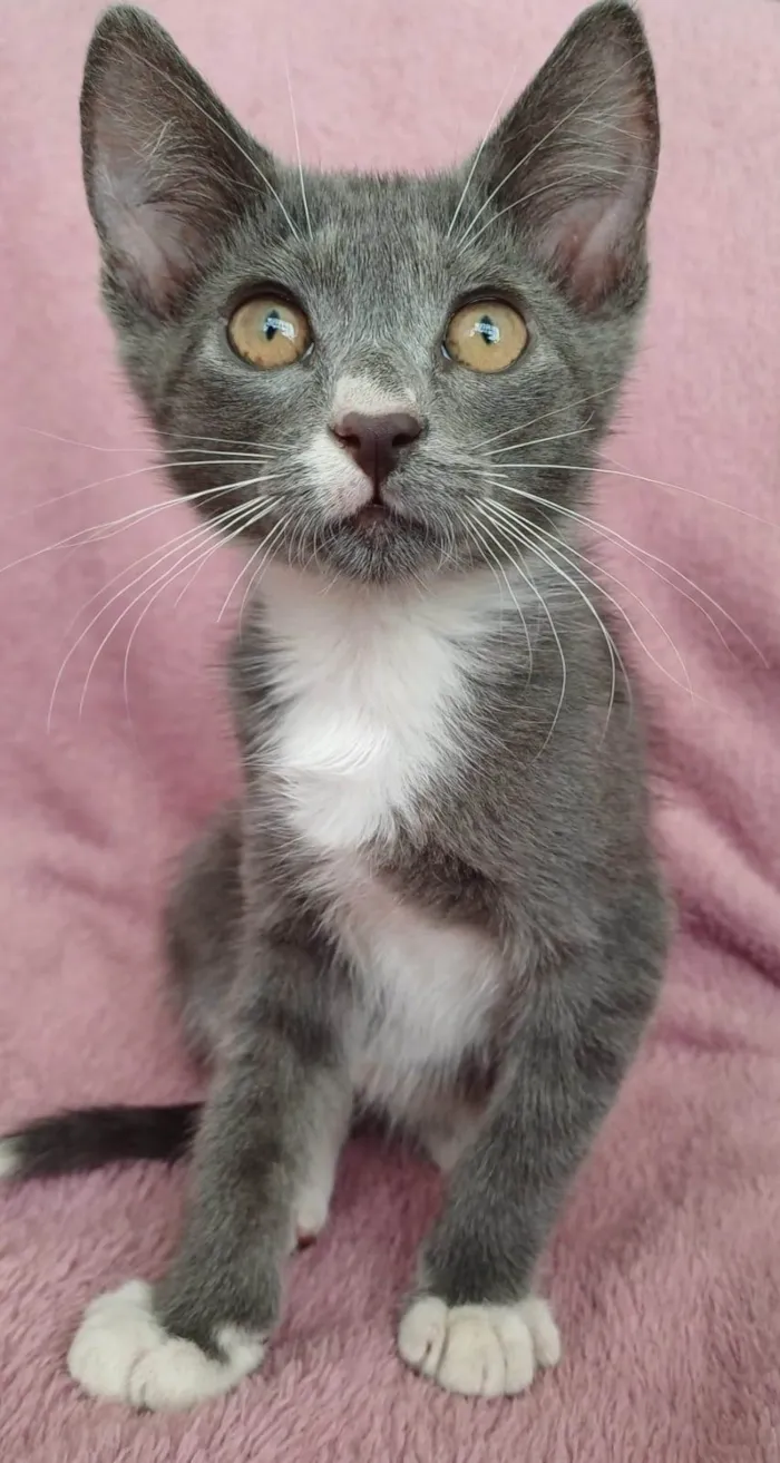 Gato ra a SRD-ViraLata idade 2 a 6 meses nome Jack