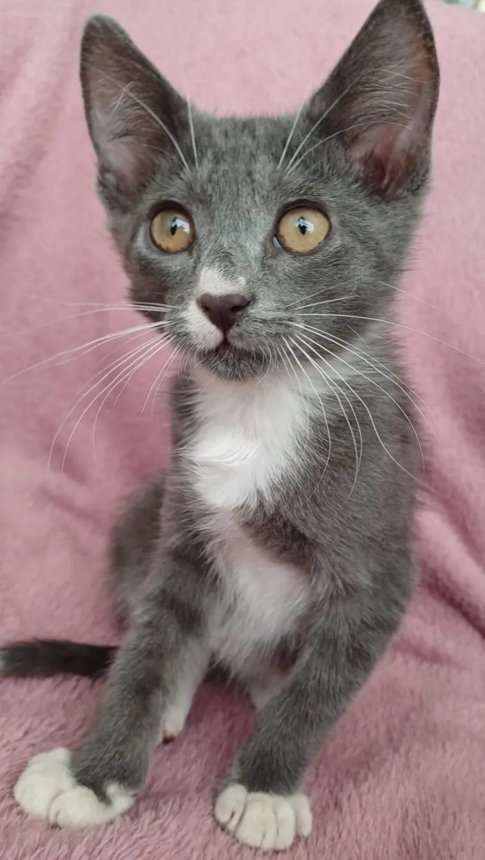 Gato ra a SRD-ViraLata idade 2 a 6 meses nome Jack